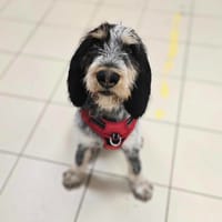 OTIS, chien à adopter