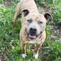 Power CAA15047, chien à adopter