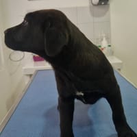 COCO, chien à adopter