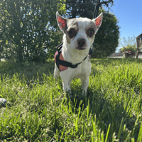 TANGUY, chien à adopter