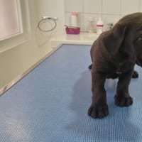 KAKI, chien à adopter