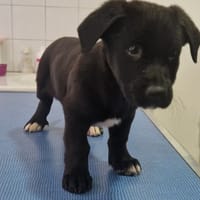LITCHI, chienne à adopter