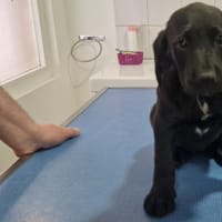 PRUNE, chienne à adopter