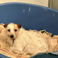 SIRET, chienne à adopter