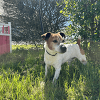 WOULY, chien à adopter