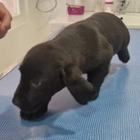 CERISE, chienne à adopter