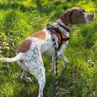 opium, chienne à adopter