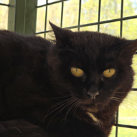 CAPUCINE, chatte à adopter