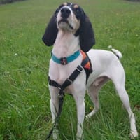 Georges Alain, chien à adopter