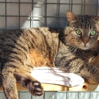 FLAVIEN QCT, chat à adopter