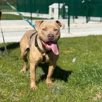 COBALT VAA, chienne à adopter