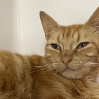 SYNAPSE, chatte à adopter