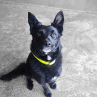 OWEN, chien à adopter