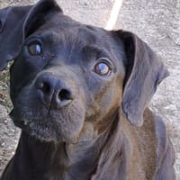 MURPHY, chien à adopter