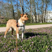 LOUIS, chien à adopter