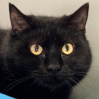 Térébas, chat à adopter