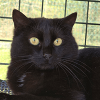 PALISSE, chatte à adopter