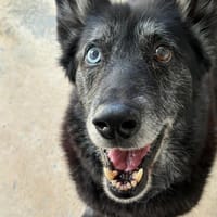 MOTTA, chien à adopter