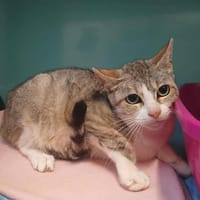 ROSALIE, chatte à adopter