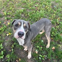 OSLO, chien à adopter