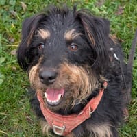 SALEM, chien à adopter