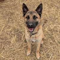 Wolf, chien à adopter