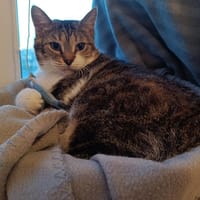 Medina, chatte à adopter