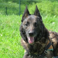 TYSON, chien à adopter