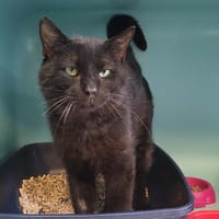 SUREAU, chat à adopter