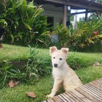 La belle Bianca, chienne à adopter