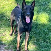 Senko, chien à adopter