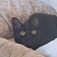 Onyxe, chatte à adopter