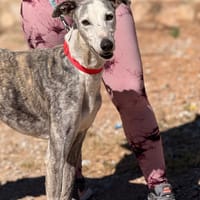 TRUENO (Lara), chien à adopter