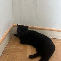 scotty, chat à adopter