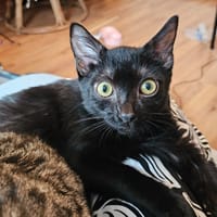 freesia, chatte à adopter