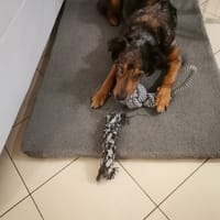 rocky, chienne à adopter