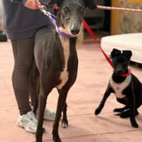 MUNA (Lara), chienne à adopter