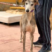 FATIMA (Lara), chienne à adopter