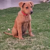 MILO le beau !, chien à adopter