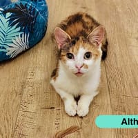 Althéa, chatte à adopter