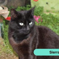 Sierra, chatte à adopter