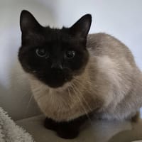 Nougat, chat à adopter
