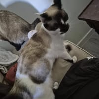 Praline, chatte à adopter