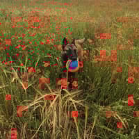 Ricco, chien à adopter