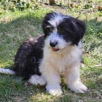 Schüchterne junge Bonny sucht Familie, Hündin zur Adoption