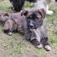 Witziger kleiner Jako sucht Familie, Hund zur Adoption