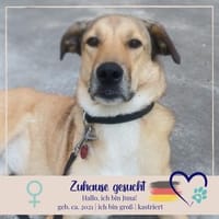 Juna - liebe, feinsinnige und sensible, Hündin zur Adoption