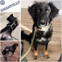 CHANTILLY -unkomplizierte, liebe Hündin-, Hündin zur Adoption