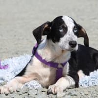 Mavi möchte mit Dir die Welt entdecken.., Hund zur Adoption