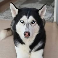 Tyson - ist katzen&kinderlieb, Hund zur Adoption